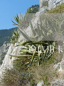 逾信用卡逾期冻结储蓄卡