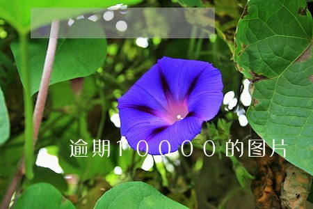 逾期10000的图片