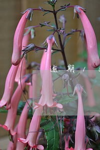 逾期1000会上征信吗 逾期1000会上征信吗