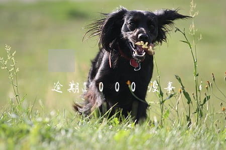 逾期1000没事 逾期1000没事