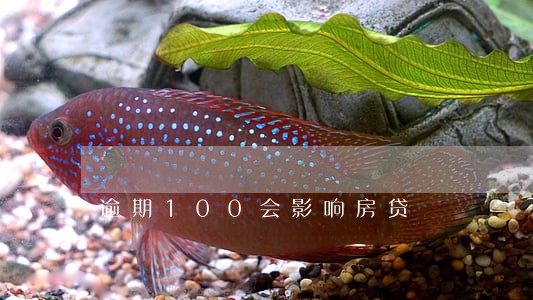 逾期100会影响房贷 逾期100会影响房贷