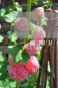 逾期10元会上征信系统吗 逾期10元会上征信系统吗