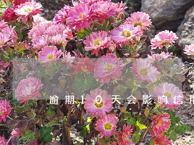 逾期10天会影响信用吗 逾期10天会影响信用吗