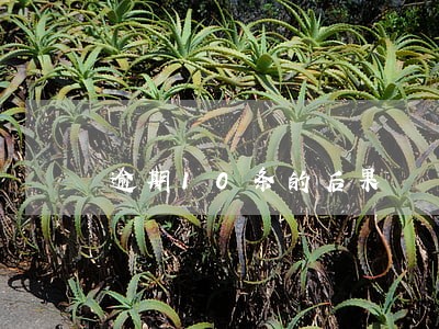 逾期10条的后果 逾期10条的后果