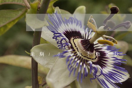 逾期10次能不能贷款 逾期10次能不能贷款