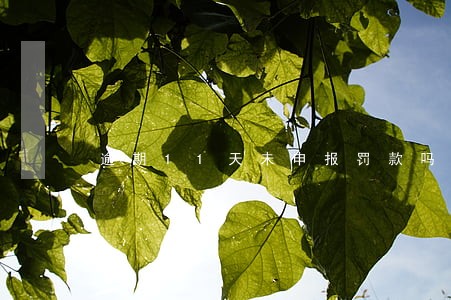 逾期11天未申报罚款吗 逾期11天未申报罚款吗