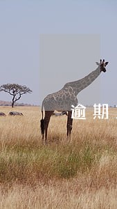 逾期11次可以房产证抵押吗