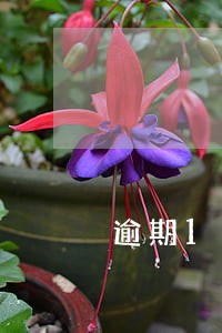 逾期11次汽车贷款利率 逾期11次汽车贷款利率