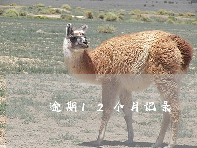 逾期12个月记录 逾期12个月记录