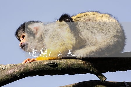 逾期12天