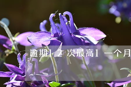 逾期12次最高1一个月