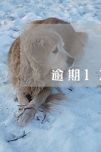 逾期12次还能恢复吗 逾期12次还能恢复吗