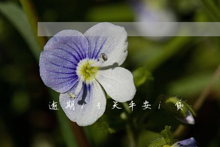逾期13天平安i贷 逾期13天平安i贷