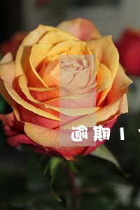 逾期13次能办理公积金贷款吗 逾期13次能办理公积金贷款吗