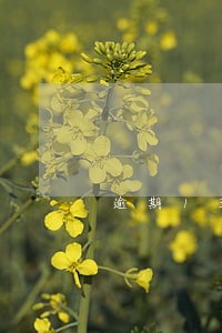 逾期13次还可以申请房贷吗 逾期13次还可以申请房贷吗