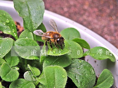 逾期15000滞纳金是多少 逾期15000滞纳金是多少