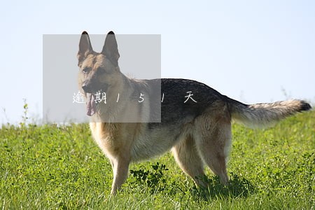 逾期151天 逾期151天