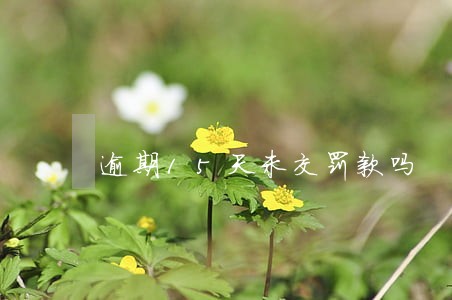逾期15天未交罚款吗 逾期15天未交罚款吗