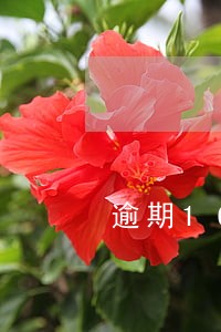 逾期1600上失信名单吗 逾期1600上失信名单吗