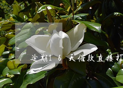 逾期16天催款直接打联系人哪里