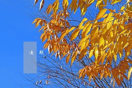 逾期16天的记录