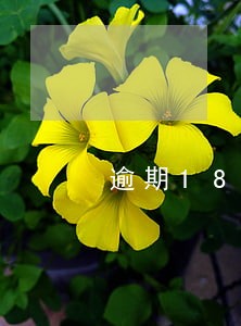 逾期180两万罚金是什么 逾期180两万罚金是什么