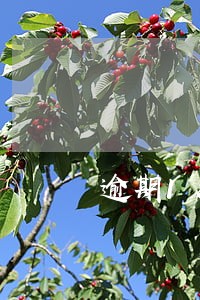 逾期180以上会黑户吗 逾期180以上会黑户吗