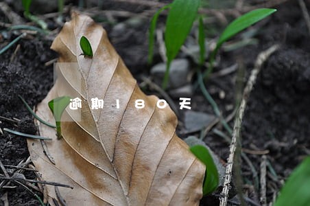 逾期180天