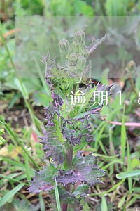 逾期180天内是电话催收 逾期180天内是电话催收