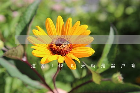 逾期180天就是黑户嘛 逾期180天就是黑户嘛