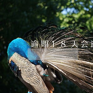 逾期18天会进黑名单吗 逾期18天会进黑名单吗