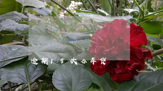 逾期19次办车贷 逾期19次办车贷