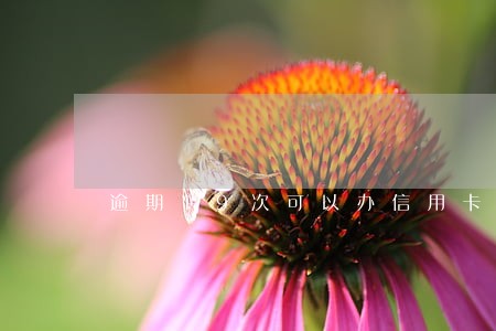 逾期19次可以办信用卡吗 逾期19次可以办信用卡吗