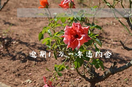 逾期1万一年违约金 逾期1万一年违约金