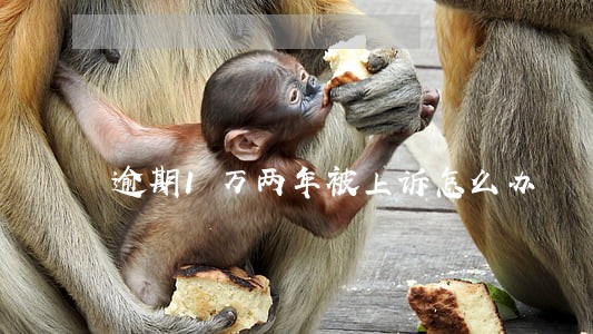 逾期1万两年被上诉怎么办 逾期1万两年被上诉怎么办