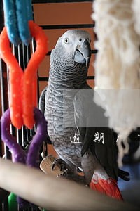 逾期1万多可以协商分24期吗 逾期1万多可以协商分24期吗