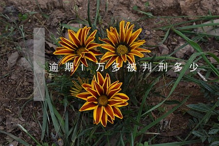 逾期1万多被判刑多少 逾期1万多被判刑多少