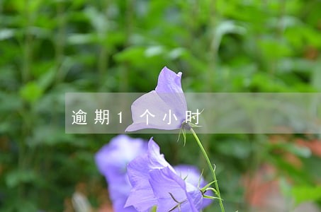 逾期1个小时 逾期1个小时