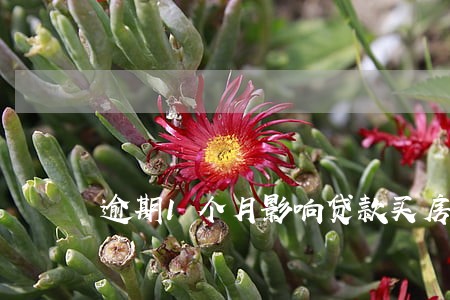 逾期1个月影响贷款买房吗 逾期1个月影响贷款买房吗