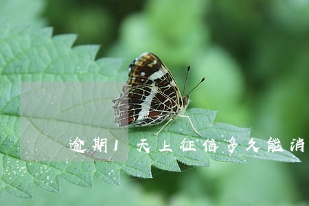 逾期1天上征信多久能消除 逾期1天上征信多久能消除