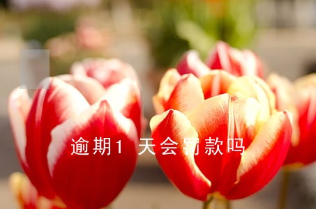 逾期1天会罚款吗 逾期1天会罚款吗