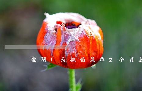逾期1天征信显示2个月怎么告他 逾期1天征信显示2个月怎么告他