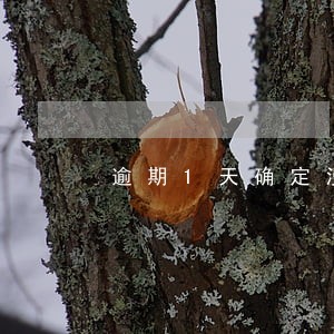 逾期1天确定没事 逾期1天确定没事