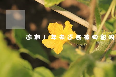 逾期1年未还会被拘留吗 逾期1年未还会被拘留吗