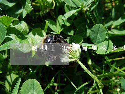 逾期1年缅甸要交多少罚款 逾期1年缅甸要交多少罚款