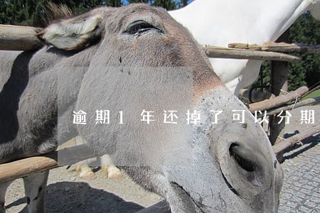 逾期1年还掉了可以分期买车 逾期1年还掉了可以分期买车