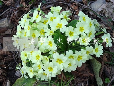 逾期1次影响贷款买车吗 逾期1次影响贷款买车吗