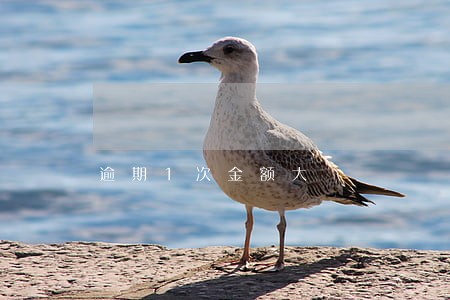 逾期1次金额大
