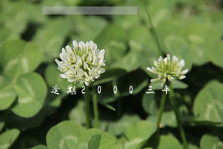逾期2000三年 逾期2000三年