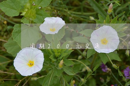 逾期200元交通 逾期200元交通